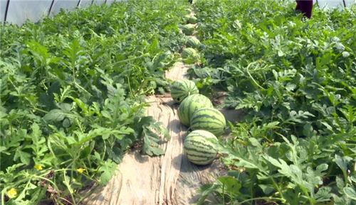 包头吃瓜事件视频最新进展,最新视频揭露惊人内幕，真相逐渐浮出水面