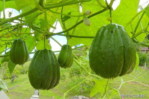 女人吃佛手瓜好吗视频讲解