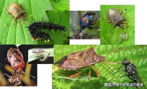 臭屁虫吃瓜吐籽视频,趣味互动，萌态十足