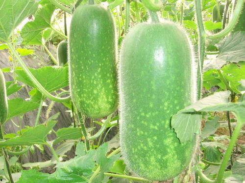 小楚自我介绍吃瓜视频大全,揭秘娱乐圈幕后故事