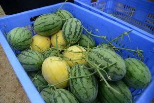 云南吃瓜群视频大全,揭秘云南特色美食与风土人情