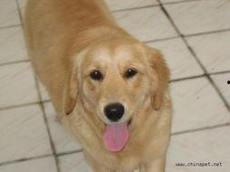 瓜能煮给金毛吃吗视频,瓜类食材的烹饪与分享