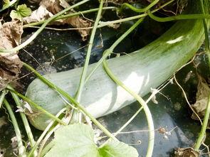 网红最火吃瓜是谁啊视频