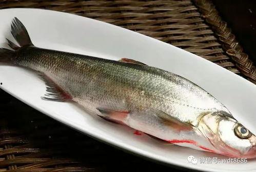 淡水瓜鱼适合减肥吃吗视频,减肥饮食中的理想之选？