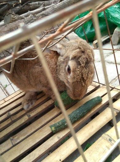 兔子吃小瓜视频播放全集,小瓜视频全集欢乐呈现