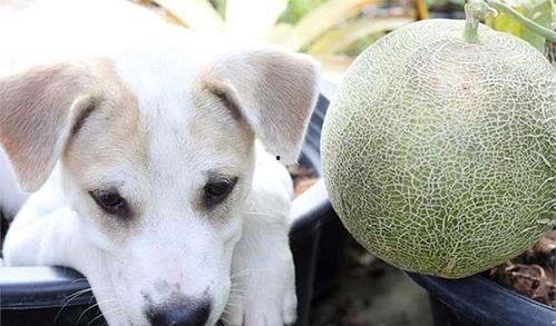 哈密瓜怎么做给狗吃的视频,营养美味，狗狗爱不释口