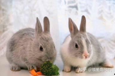 兔子吃福寿瓜吗好吗视频,趣味视频揭秘萌宠美食之旅