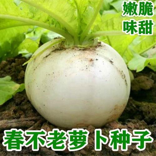 圆圆的老瓜怎么吃的视频,圆圆教你轻松解锁圆圆老瓜美味时光