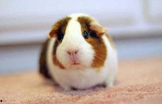 荷兰猪吃洋瓜会死吗视频