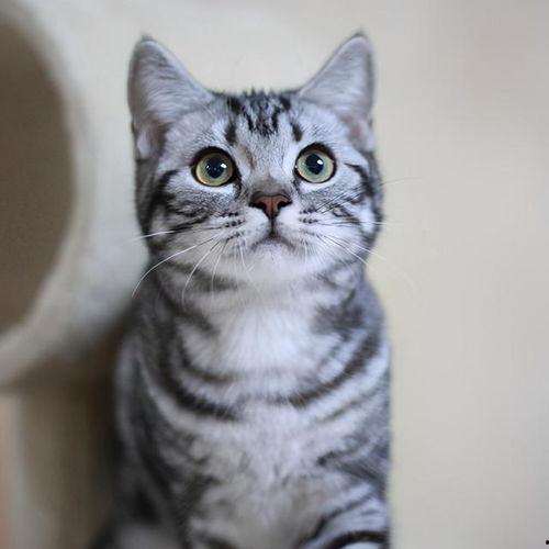 猫吃甜瓜哈密瓜好吗视频