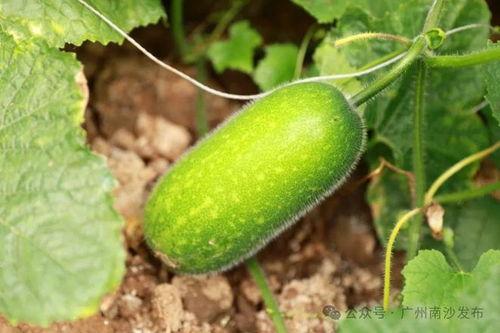 南沙瓜怎么吃最好吃视频,视频教你如何吃出最佳口感